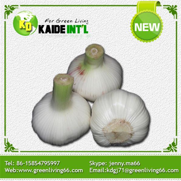 2014 Chinese Fresh Garlic In Cold Storage