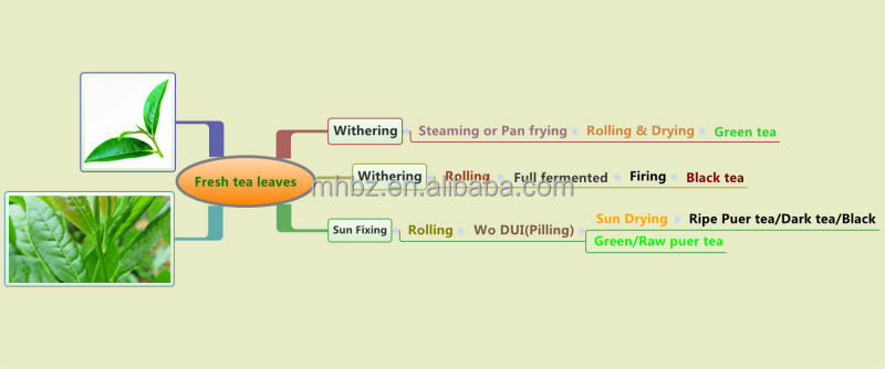 Healthy drinking unfermented puer teas