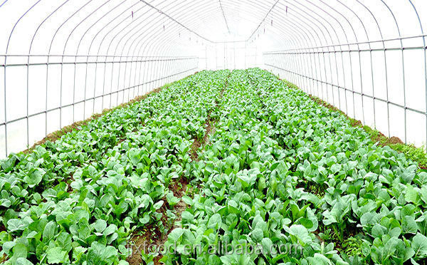 Not covered with ice cauliflower from Chinese supplier