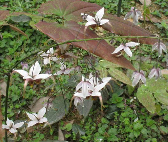 Lcariin Epimedium Extract Powder