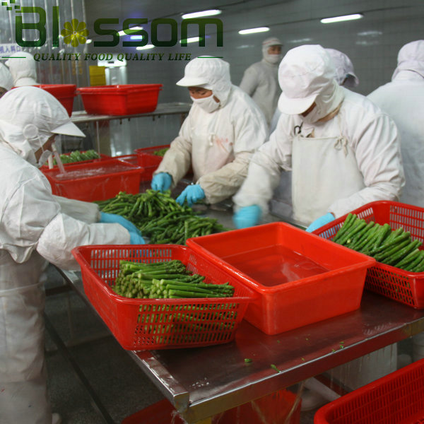 Top quality frozen green asparagus cut new crop green asparagus spear
