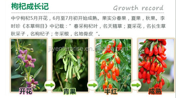 Certificated organic goji berry with NOP,ECO,OFDC,KOSHER,organic goji berries