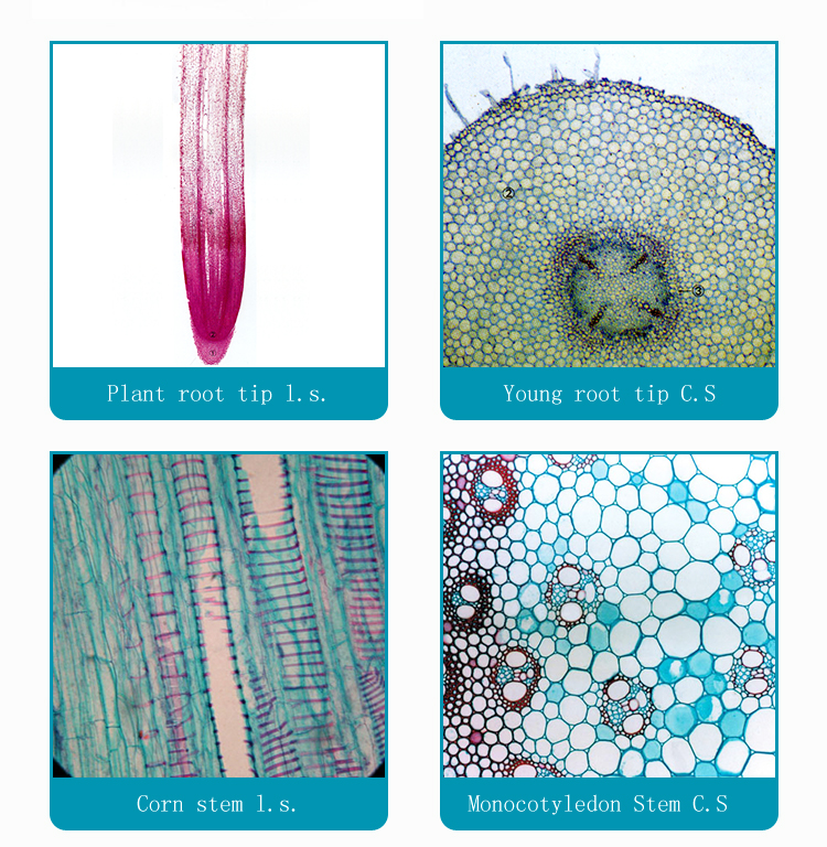 2 microscope slides