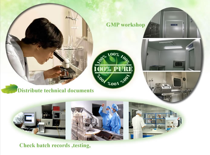 High quality natural ginseng extract powder