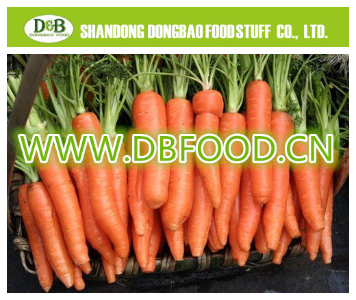 Fresh Carrot 80-150g Factory supply New Crop high quality
