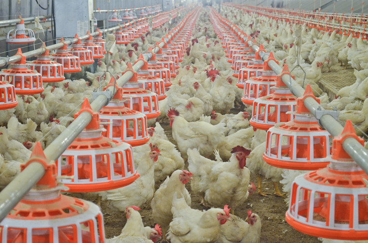 breeder chicken feeding system_