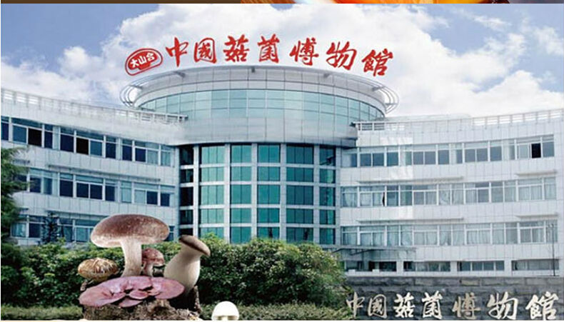 Tea Tree Mushroom P.E. Polysaccharide10%-50%