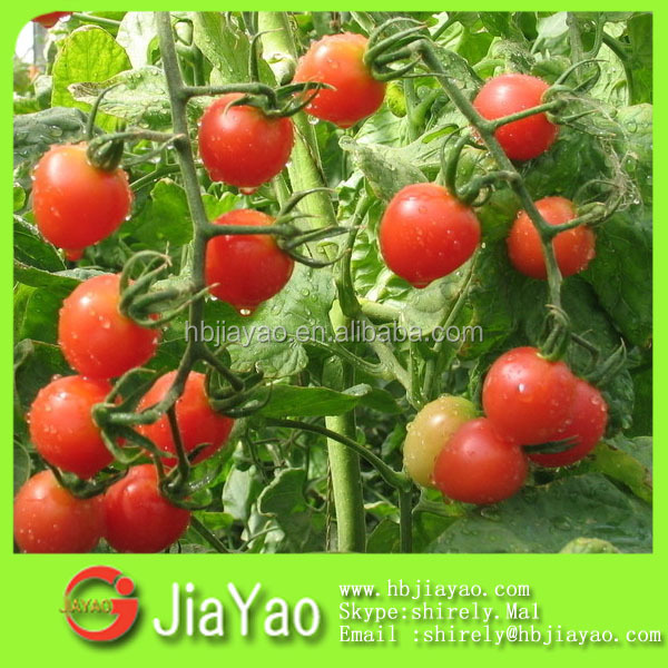 tomato paste with sweet sour sauce flavor