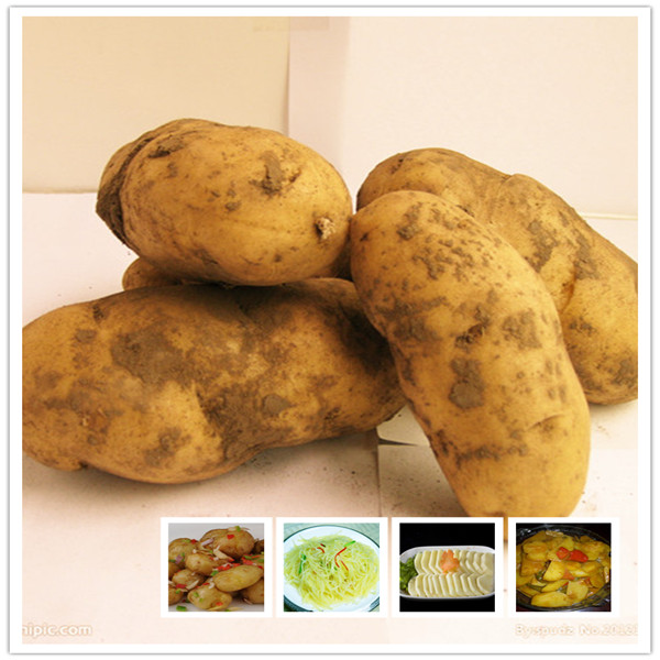 2014 New fresh Specifications complete quality potatoes from China