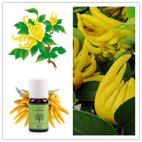 high efficient onion/cumin simmondsia chinensis/cinnamon/rhodiola rosea/ seed oil extract machine