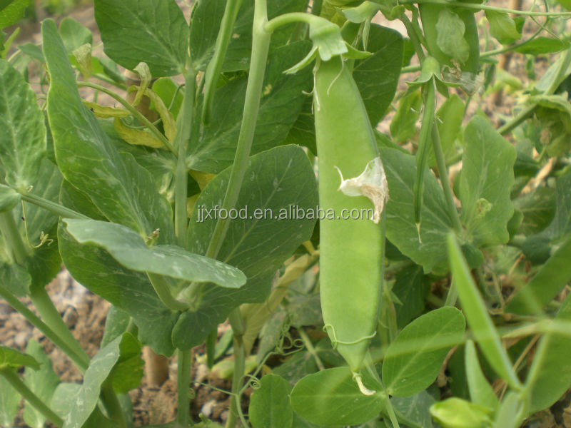 newest crop iqf frozen snow pea pods