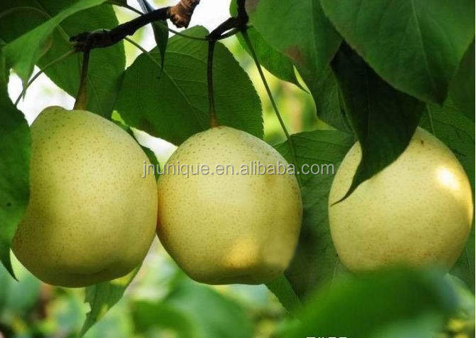 Grade A Sweet Juicy fresh crystal ya pear