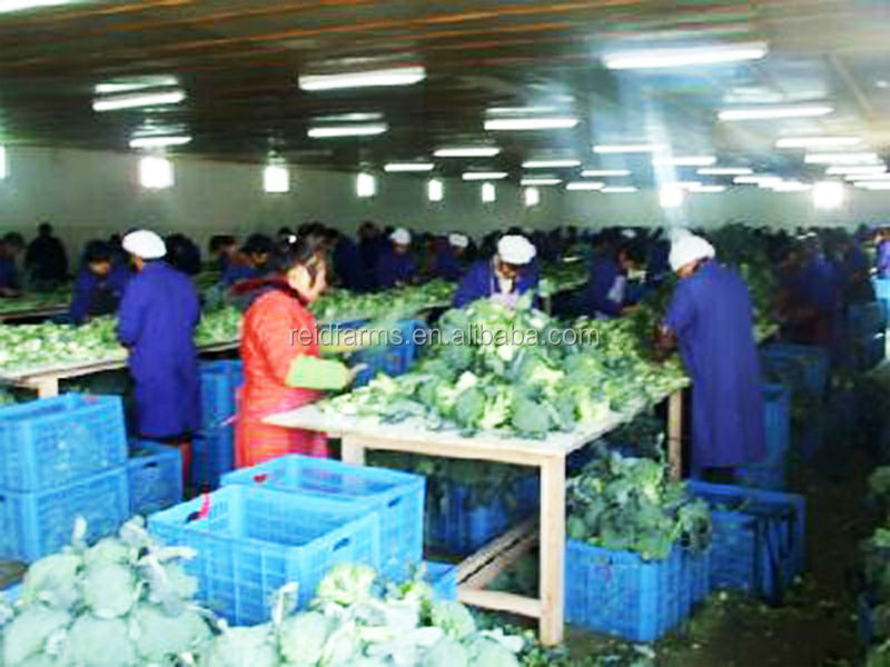 2014 new fresh reid farms broccoli for exporting A grade