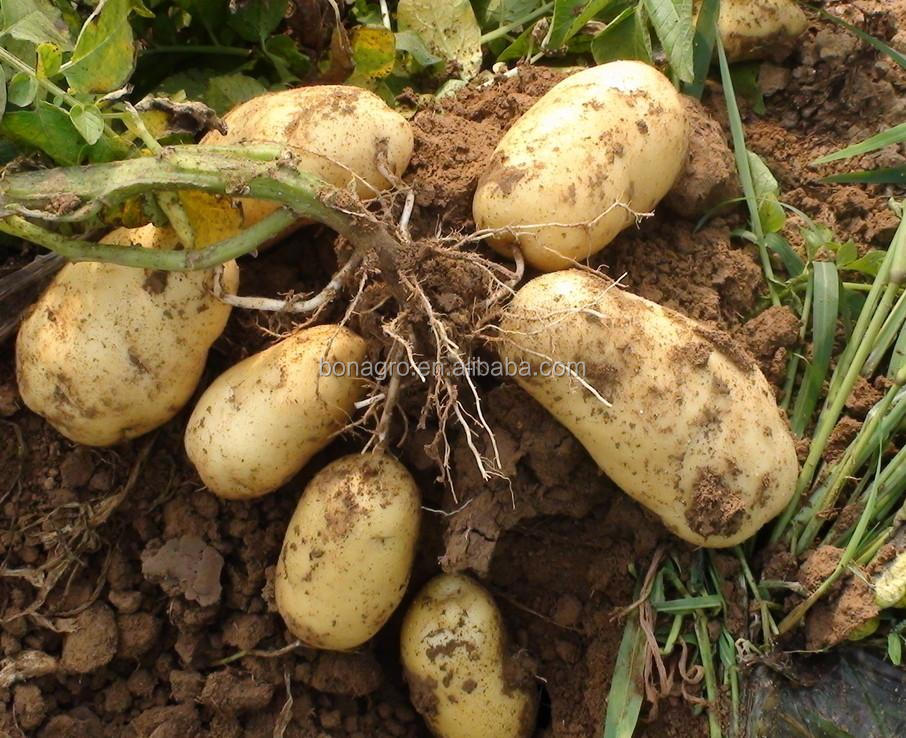 fresh Holland Potato-shandong crop -high quality sell good