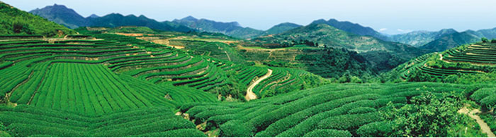 High quality chinese traditioanl gunpowder green tea