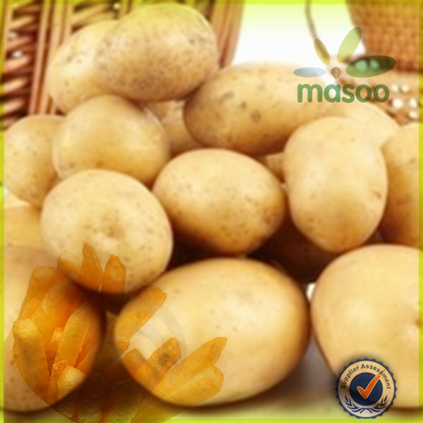 fresh holland seed potato 150-200g exporter