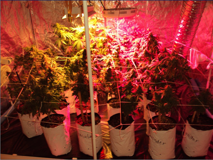plant led grow light (30).jpg