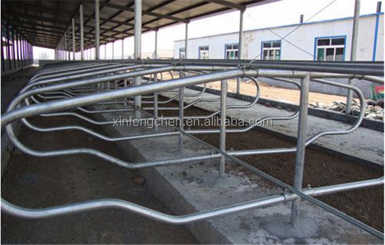 cow free stall1.jpg