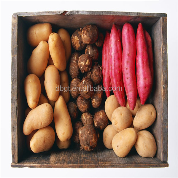 china holland potato wholesale/holland potato export