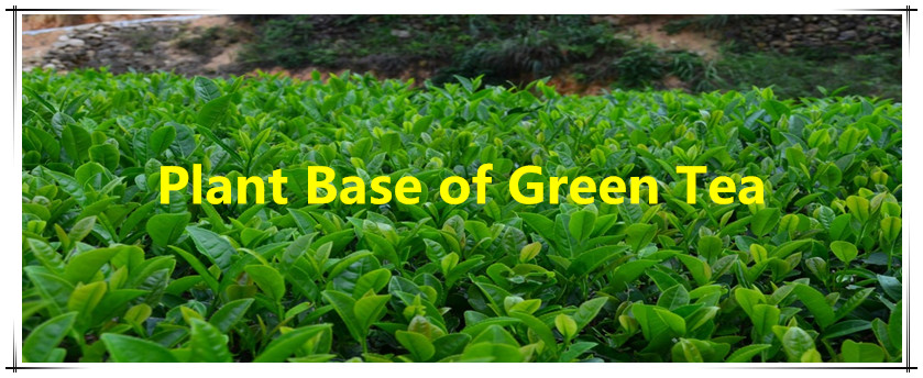 Hot sell Matcha Green Tea Powder Green Tea Powder 1kg