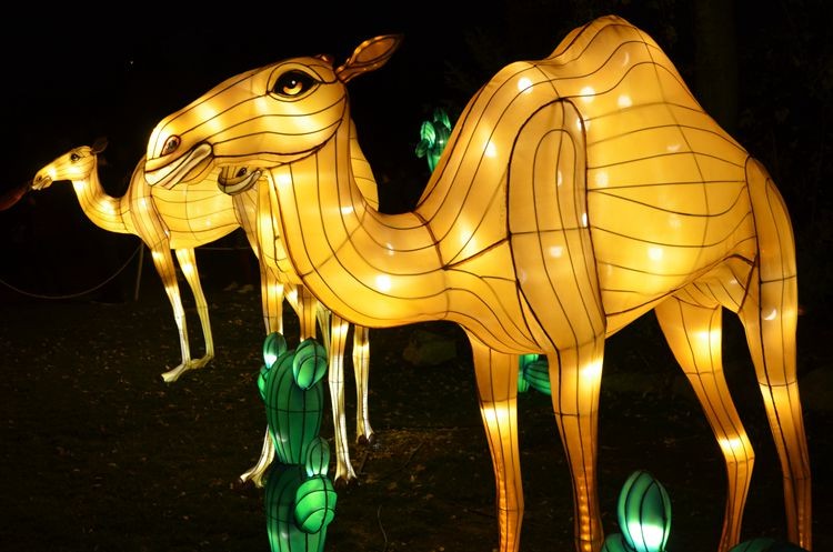 Chinese Silk Camel Lantern For Amusement Park - Buy High Quality Camel