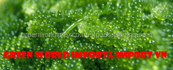sea grape (as a good vegetable, salad).jpg