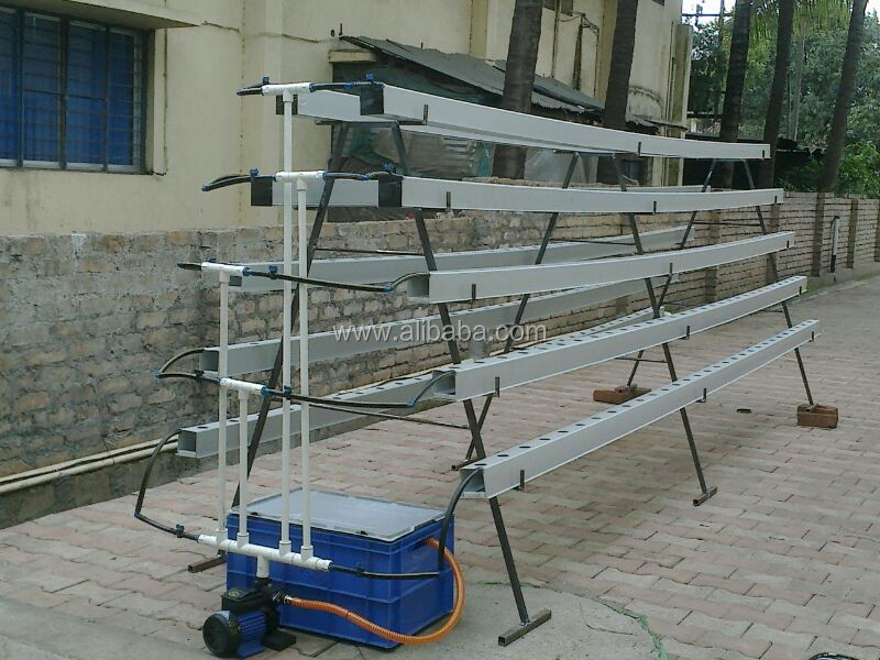 hydroponic lettuce boom rate