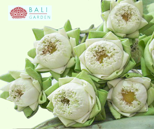 新鮮なカット蓮の花白新鮮な切り花の種類の新鮮な切り花問屋・仕入れ・卸・卸売り