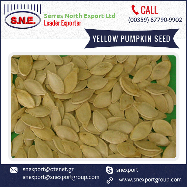 Professionally Processed Pure Pumpkin Seeds For Bulk Buyers Buy