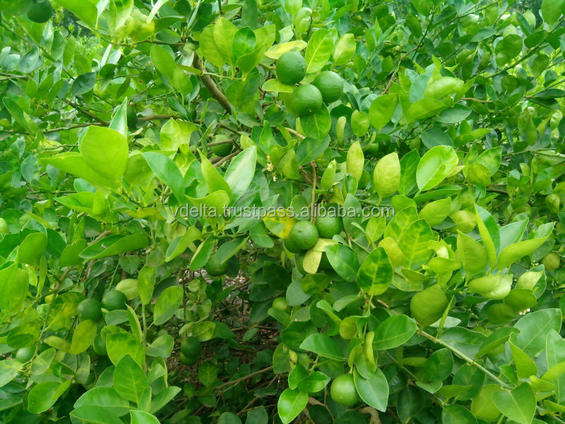 Fresh Lime/Lemon (With seed)