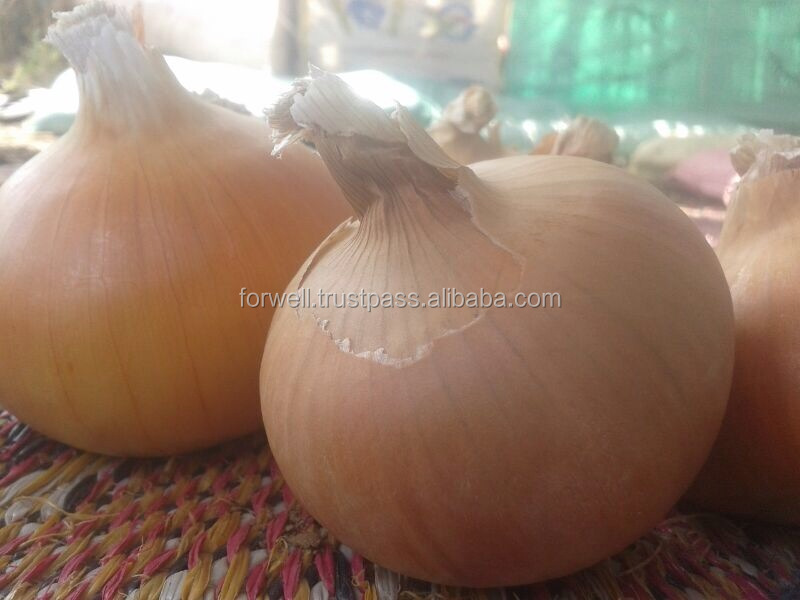 Fresh Onion spring onion