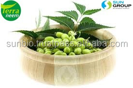 Neem Seeds
