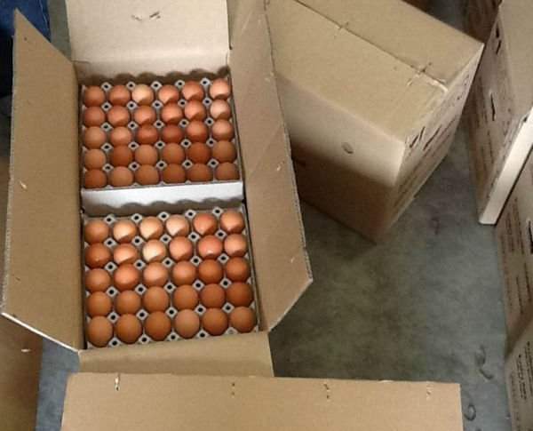 Farm Fresh chicken egg white and brown size : 40g-50g-60g-65g-70g
