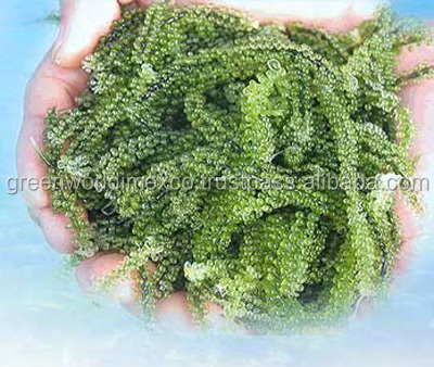 sea grape (fresh).jpg