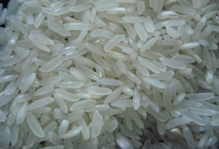 indica rice