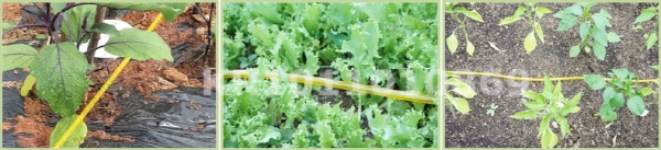 drip irrigation pipe.jpg