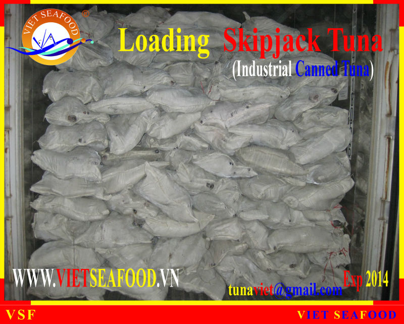 LOADING SKIPJACK TUNA