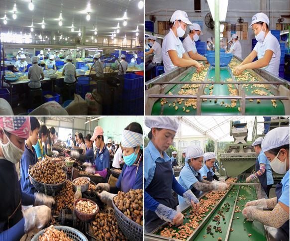 High Quality Cashew Nuts cheap price- big volume