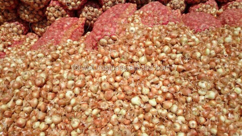 Fresh Onion spring onion