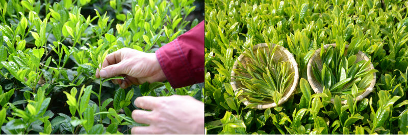 Ginger Extract, Japanese high quality ginger tea made by chemical free ginger