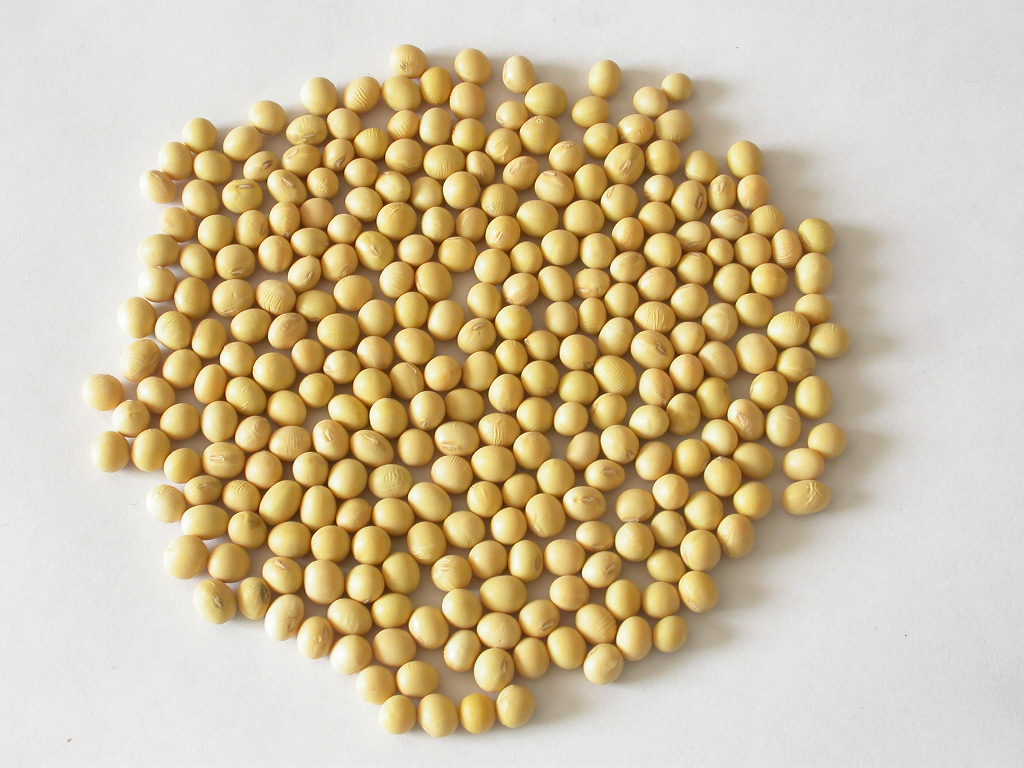Non GMO Soybeans
