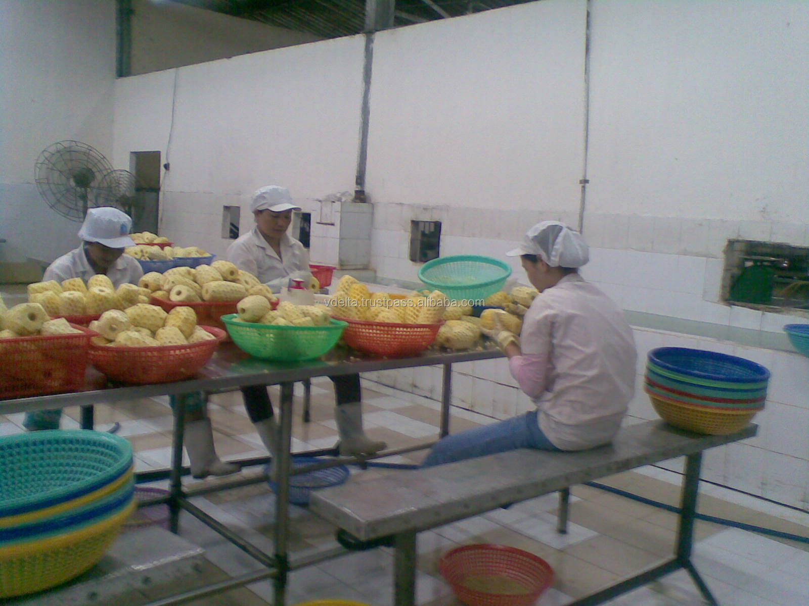Frozen Pineapple Slices/ Tidbits (Premium grade, reasonable price)
