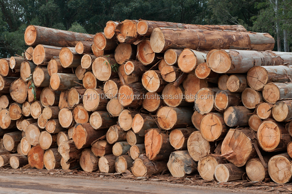 Eucalyptus Wood Logs Buy Logs,Wood Logs,Eucalyptus Grandis Logs