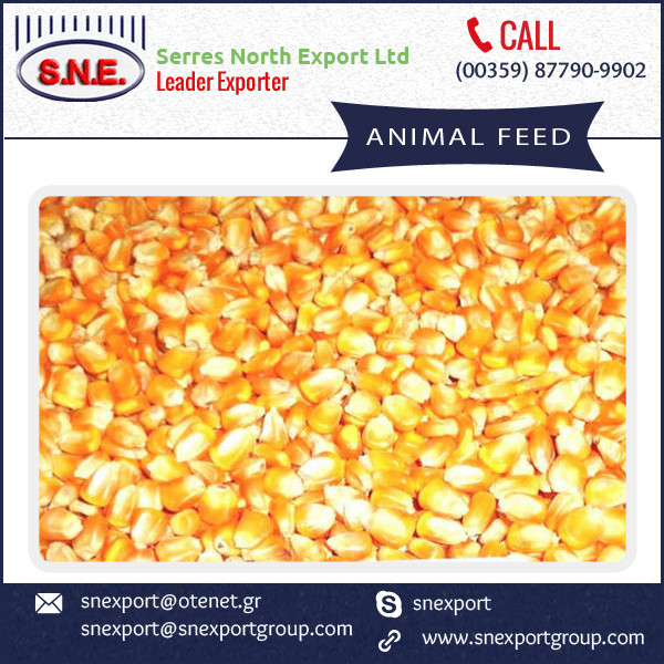 Protein Rich Corn Animal Feed For Bulk Buy Animal Feed,Yellow Corn