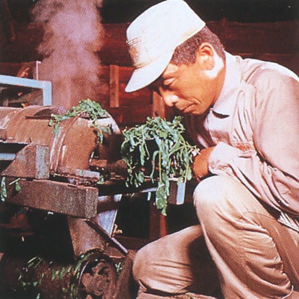 Japanese handmade brand names tea matcha for wholesale