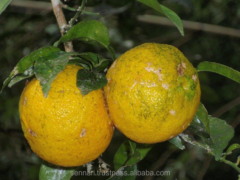 Various taste of carbonated soft drinks vinegar cider
