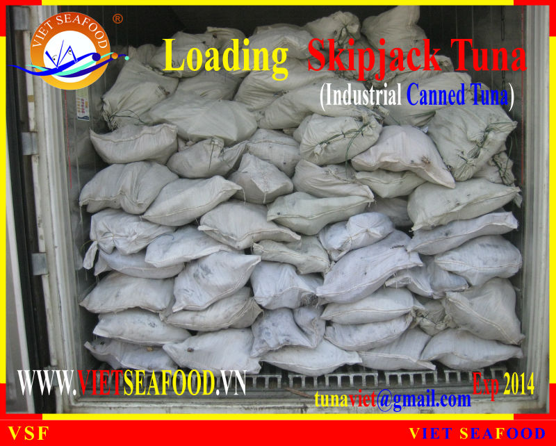 LOADING FROZEN SKIPJACK TUNA W/R