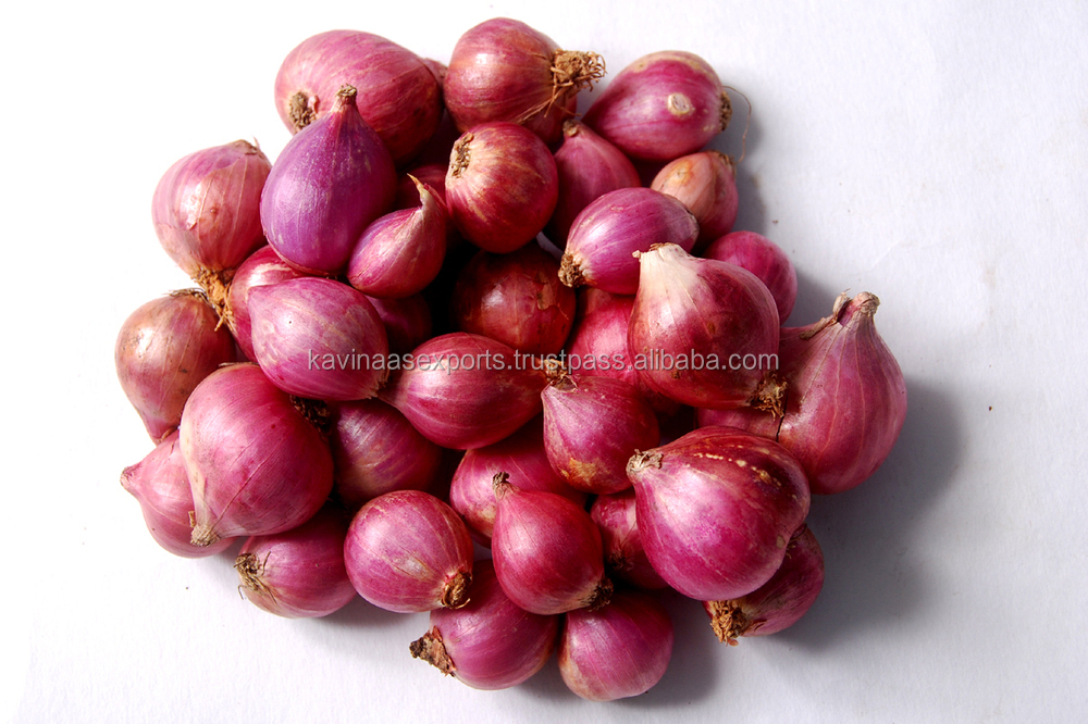 export quality fresh small onions