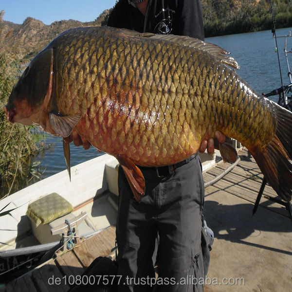 スポーツフィッシングライン、 ドイツで作られたナイロンラインfishngmegastrong- ソフト0.08-0.60mmバルクスプール問屋・仕入れ・卸・卸売り