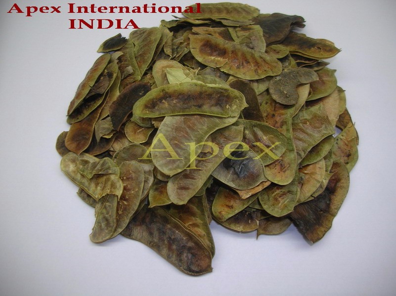 Senna Pods -Apex 2015 (New crop)